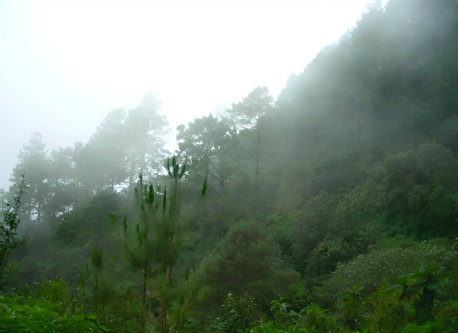 Bosque sub-tropical,Miahuatlán, Oaxaca