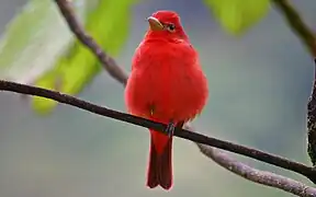 Sarapiquí es un destino ideal para la observación de aves