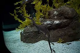 En el Oceanário de Lisboa, Portugal