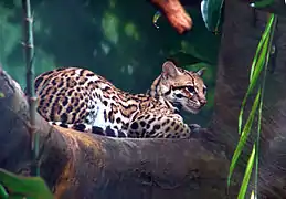 Leopardus pardalisTigrillo