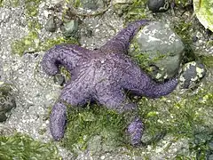 La estrella de mar ocre fue el primer depredador clave en ser estudiado. Limitan las poblaciones de mejillones que pueden abrumar a las comunidades intermareales.