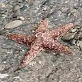 Pisaster ochraceus, Estados Unidos.