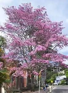 Árbol de ocobo