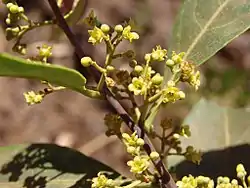 Flores de aguacatillo (Ocotea aciphylla).