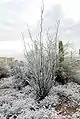 Ocotillo en Tucson, Arizona, Estados Unidos