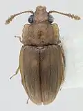 Odontophloeus sp.