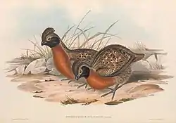 Odontophorus speciosus