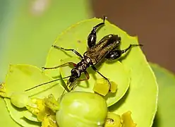 Macho de Oedemera flavipes