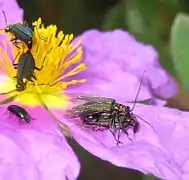 Pareja de Oedemera flavipes sobre Cistus albidus