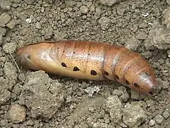 Pupa de Daphnis nerii.