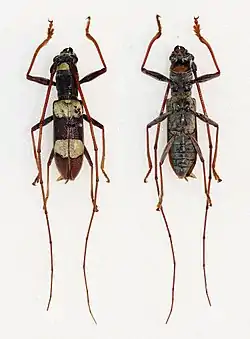 Olenecamptus triplagiatus