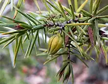 Agalla de Oligotrophus schmidti en Juniperus oxycedrus