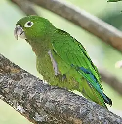 Perico de Garganta Oliva (Aratinga nana)