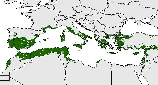 Distribución potencial del olivo en la cuenca del Mediterráneo