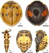 Variantes del adulto de Olla v-nigrum, larva y pupa.