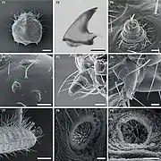 Olla v-nigrum , cuarto estadio larval