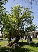 El ombú, propio de la pampa argentina.