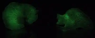 mushrooms with glowing green gills in darkness