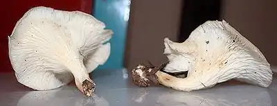 two funnel-shaped white mushrooms