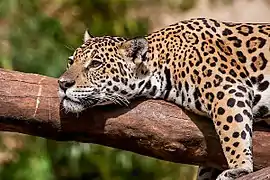 Panthera onca