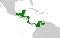 Distribución geográfica del mosquero real centroamericano.