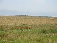 Un campo sembrado