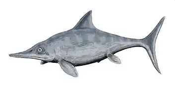 Ophthalmosaurus (Ichthyosauria)