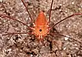 Opiliones