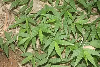 Oplismenus undulatifolius creciendo bajo bambú en Damyang, Corea.