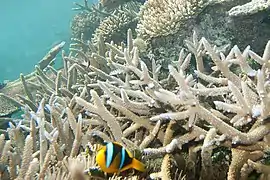 Entre colonias de Acropora