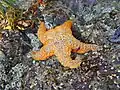 Pisaster ochraceus, Canadá