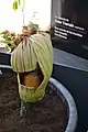 La flor de Amorphophallus titanum.