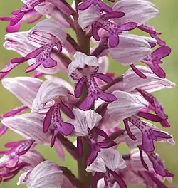 Orchis militaris