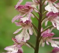 Orchis × hybrida.