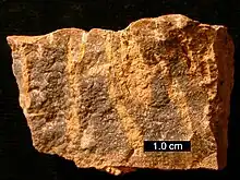 Sección transversal del suelo duro del Ordovícico con perforaciones de tripanitas rellenas de dolomita; sur de Ohio.