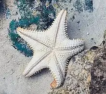 Oreaster reticulatus, Cancún, México