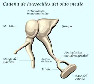 Cadena de huesecillos del oído medio