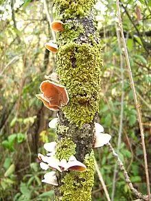 Oreja de judas en El Bosque