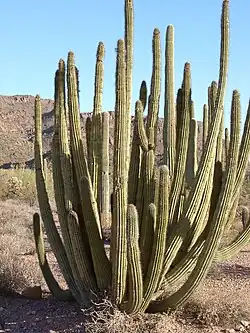 Cactus en el Monumento