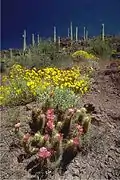 Echinocereus y Encelia farinosa floreciendo en el parque