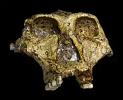 Calavera original de SK 48, conservada en Sudáfrica. Los ejemplares de Paranthropus alcanzaban un peso que oscilaba entre 45 y 51 kg.