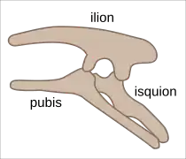 Estructura pélvica en Ornithischia (lateral izquierdo).