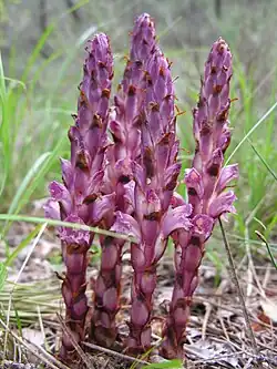 Orobanche Haenseleri