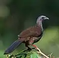 Chachalaca