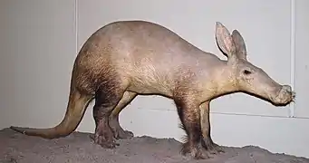 Cerdo hormiguero