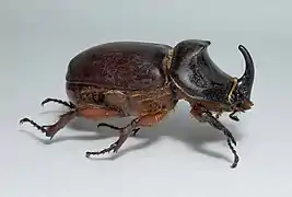 Oryctes nasicornis, con un cuerno en la cabeza y dos pequeñas protuberancias en el protórax