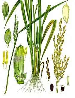 Oryza sativa L.