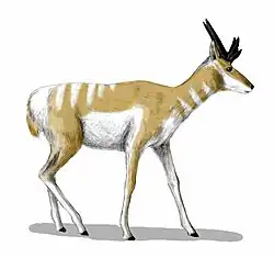 Osbornoceros (Antilocáprido del Mioceno)