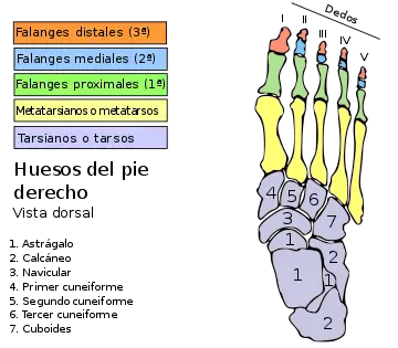 Huesos del pie.