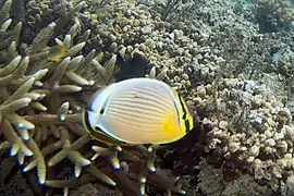 C. lunulatus en isla Wakaya, Fiyi